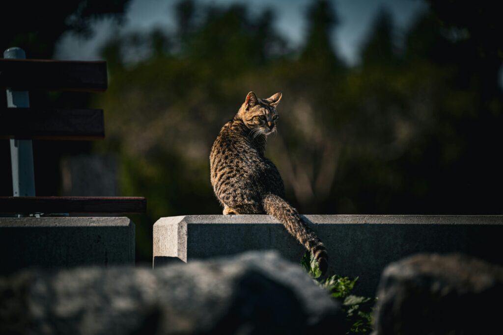 cat Travel